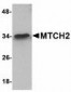 MTCH2 Antibody (N-Terminus)